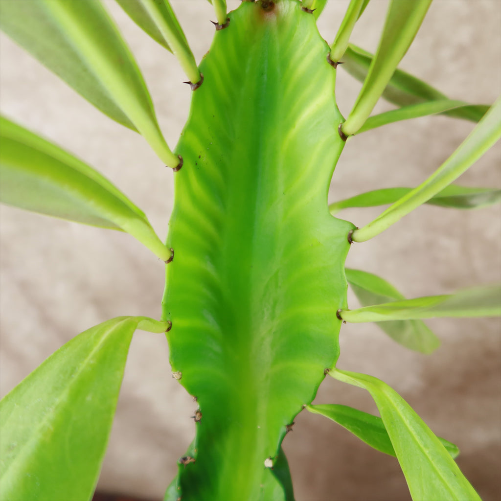 Euphorbia ampliphylla