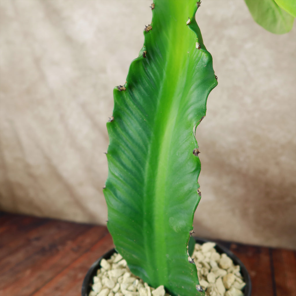 Euphorbia ampliphylla