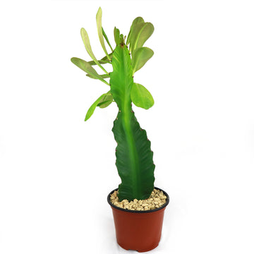 succulent height Shop 'Euphorbia ampliphylla' Care & Growing Guide