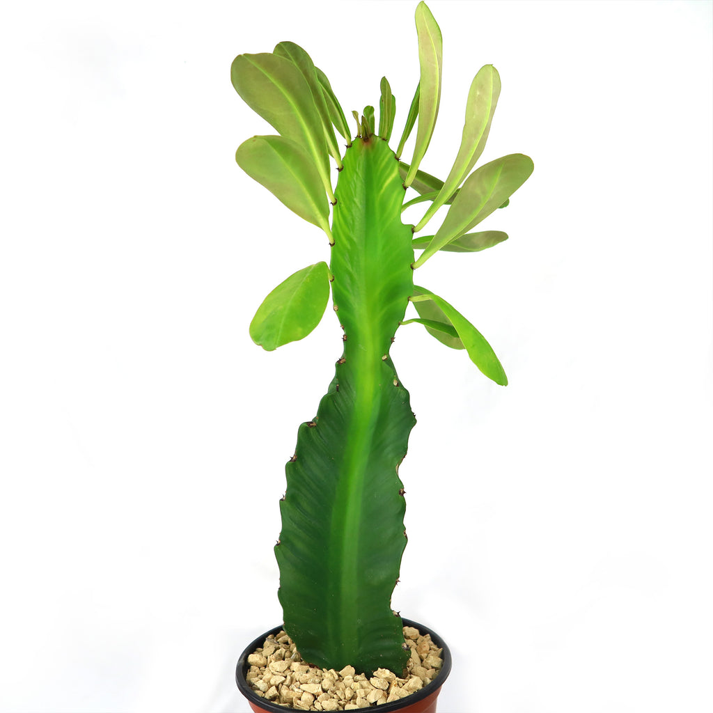 Euphorbia ampliphylla