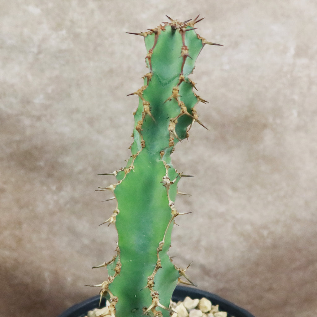 Euphorbia caerulescens