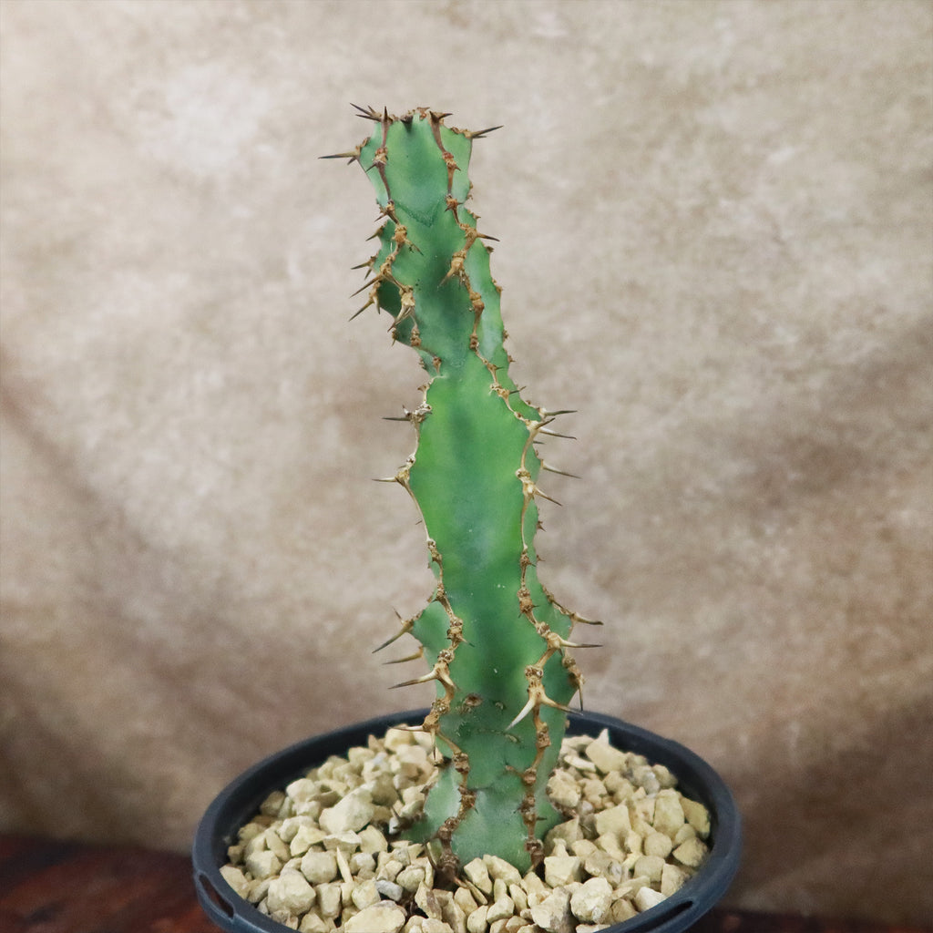 Euphorbia caerulescens