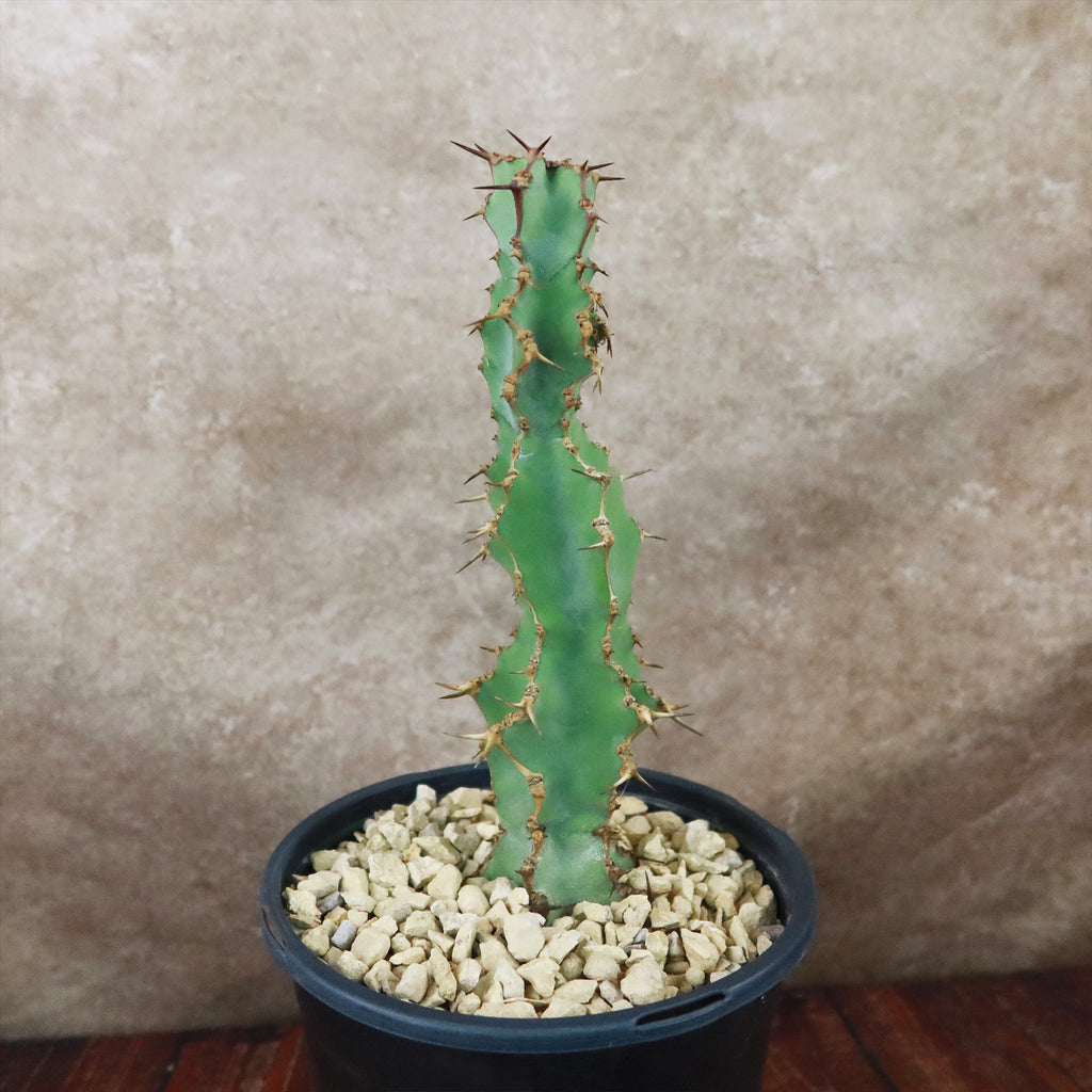 Euphorbia caerulescens