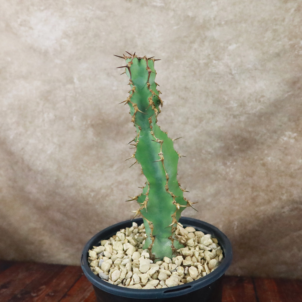 Euphorbia caerulescens