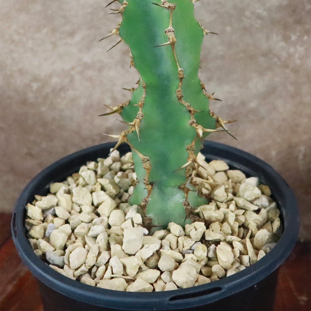 Euphorbia caerulescens