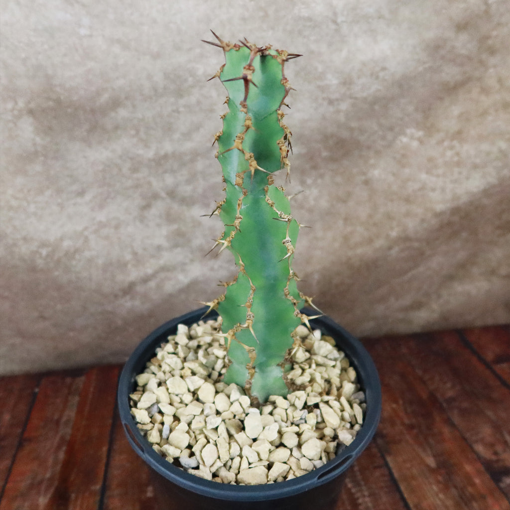 Euphorbia caerulescens