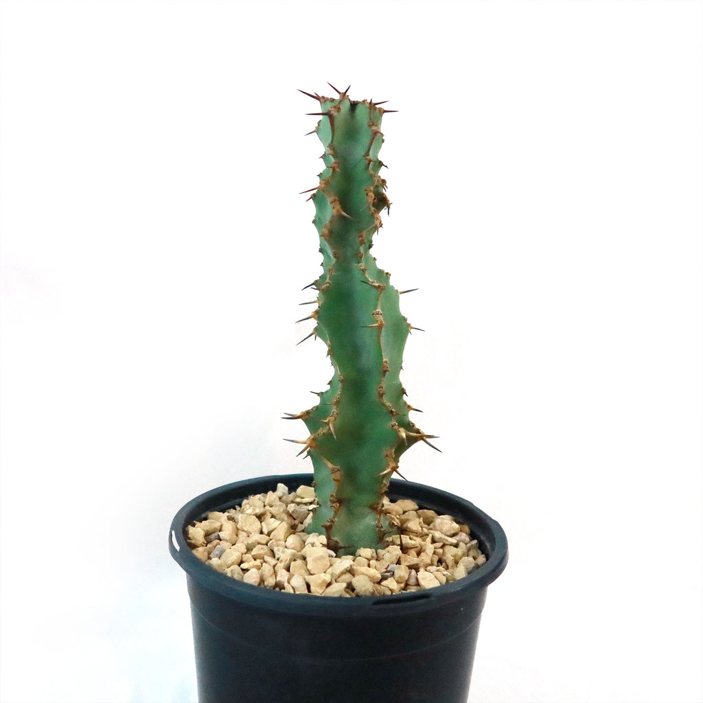 Euphorbia caerulescens