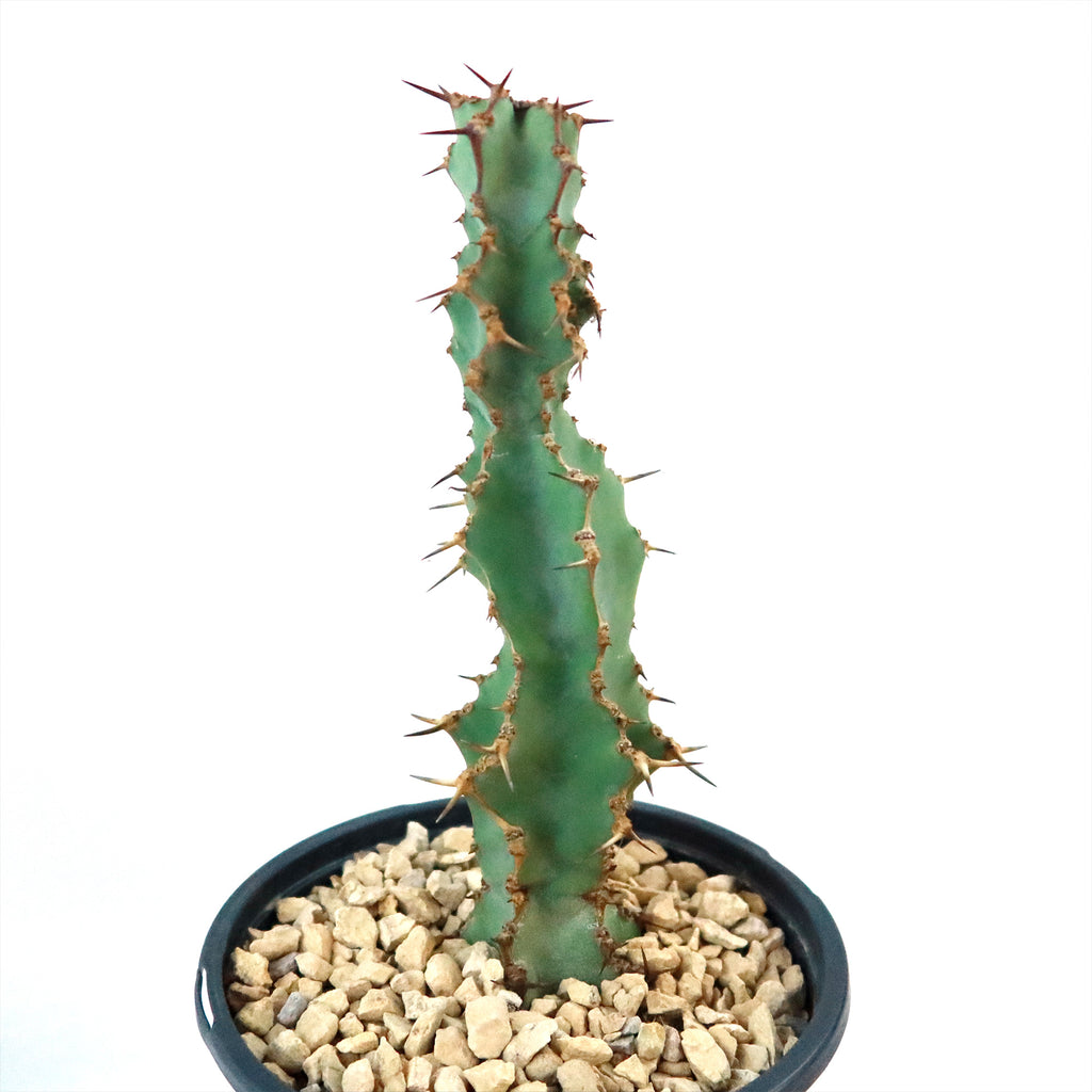 Euphorbia caerulescens