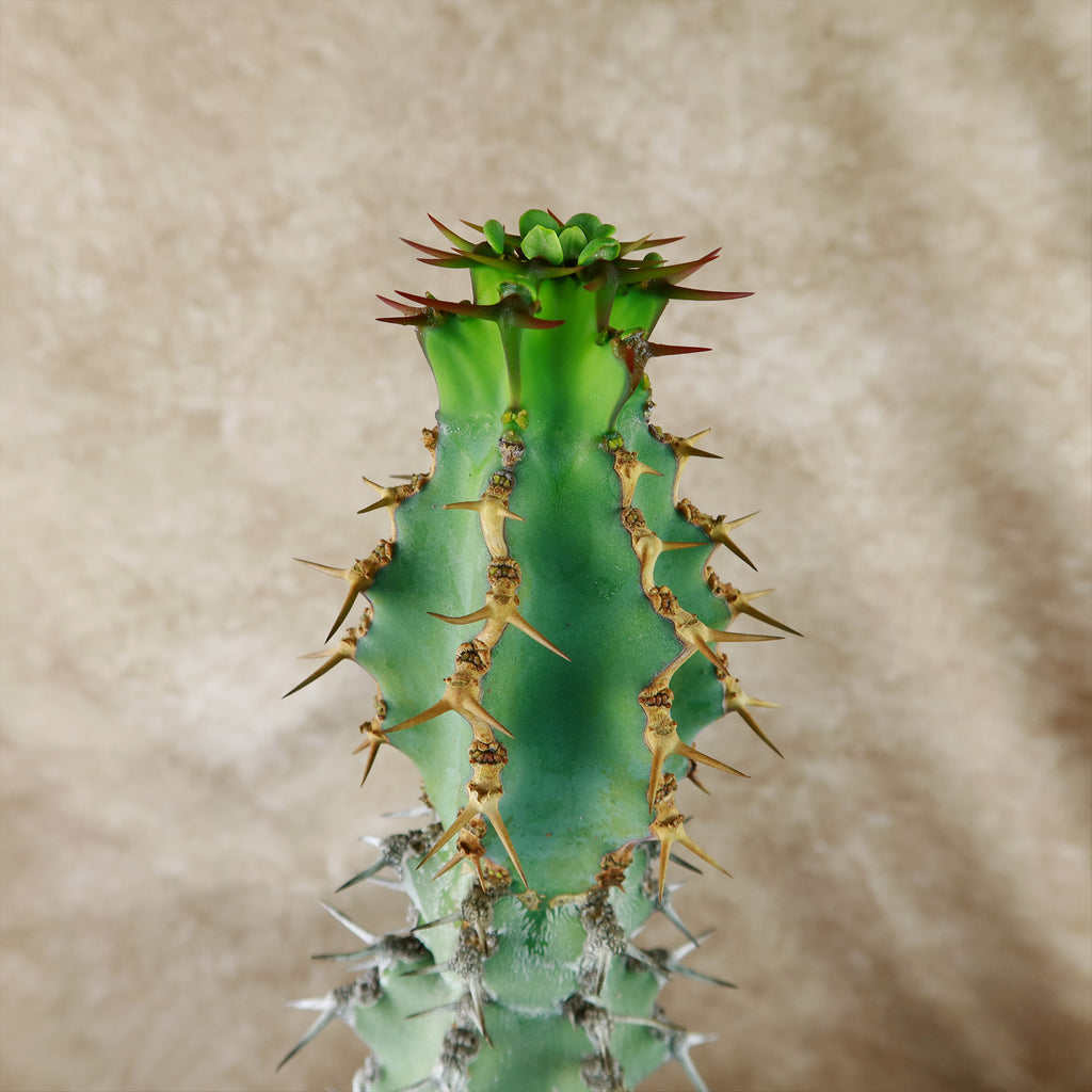 Euphorbia caerulescens
