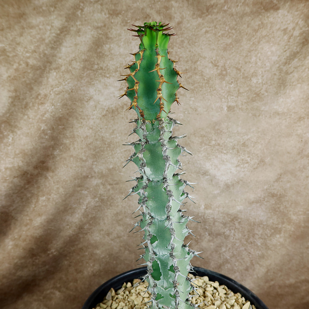 Euphorbia caerulescens