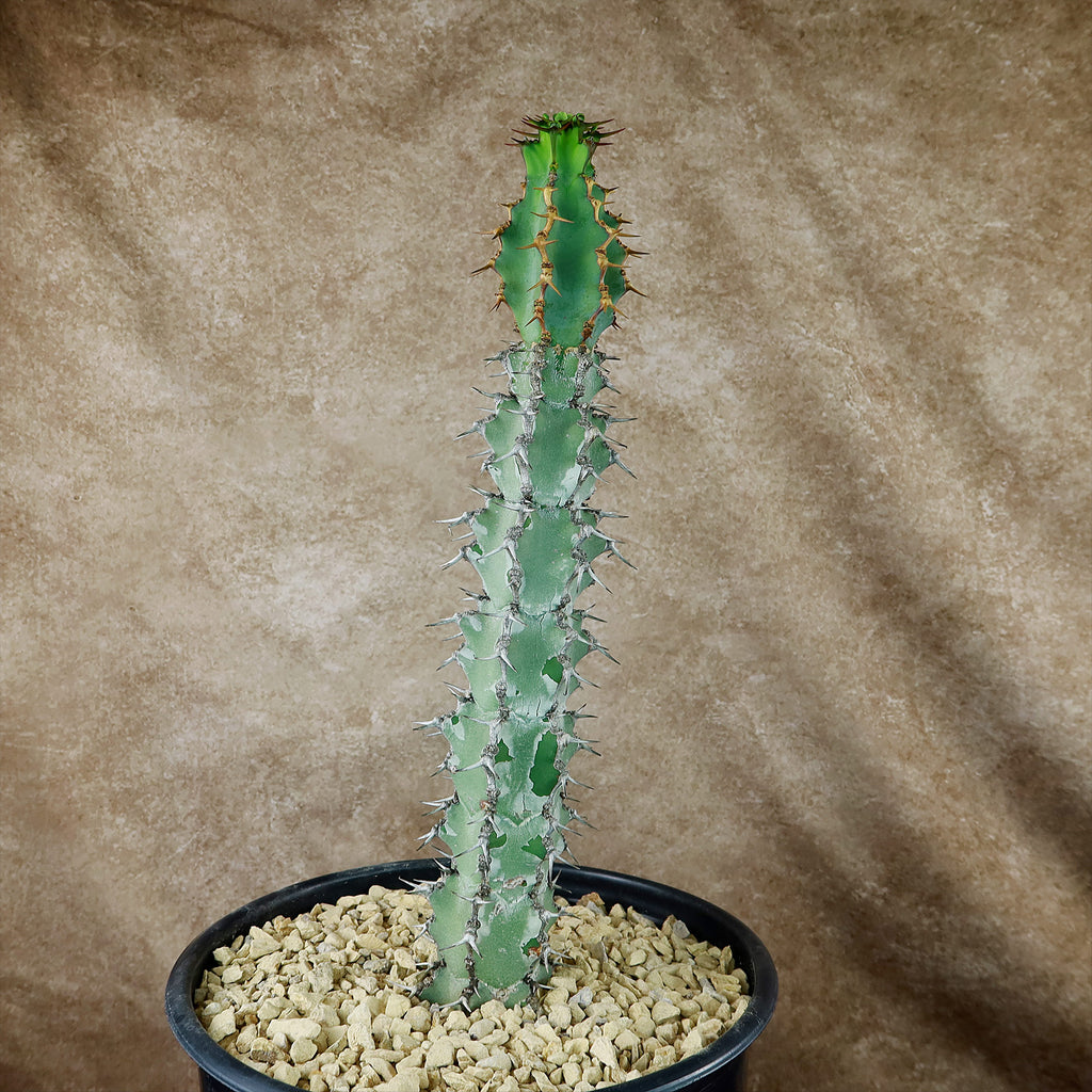 Euphorbia caerulescens