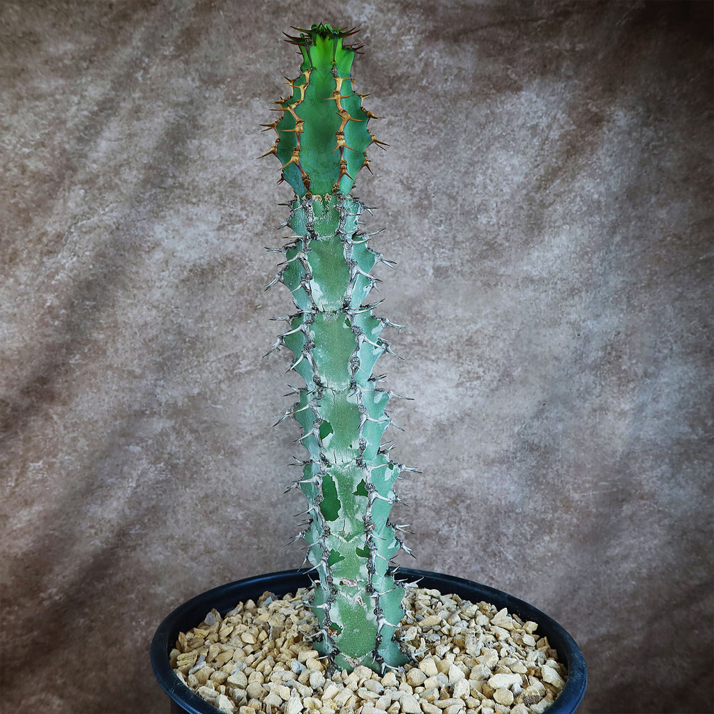 Euphorbia caerulescens