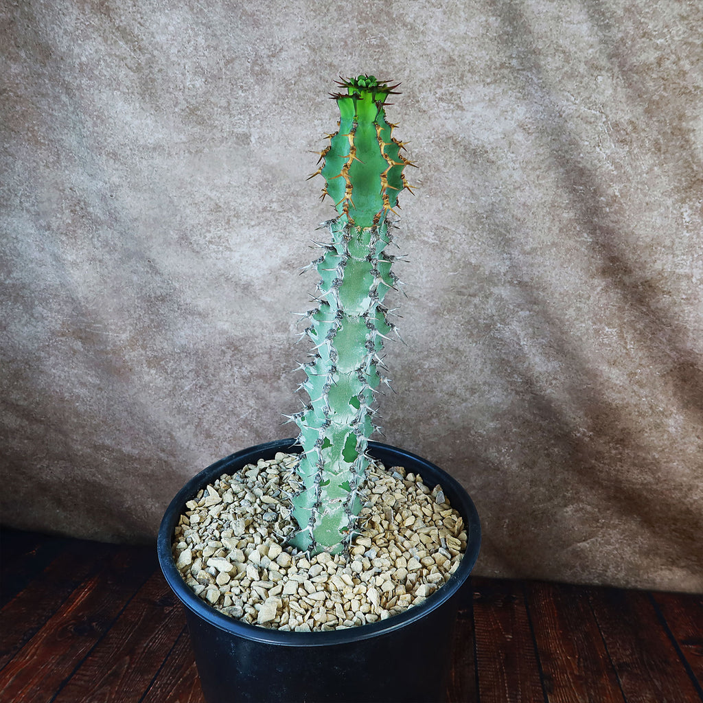 Euphorbia caerulescens