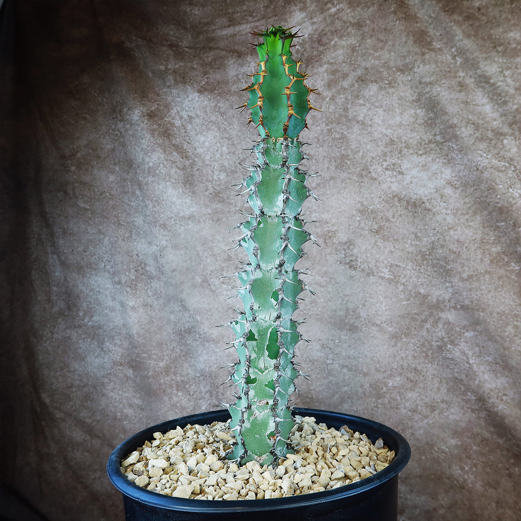 Euphorbia caerulescens