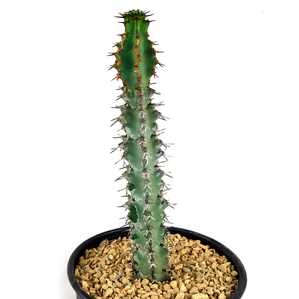 Euphorbia caerulescens