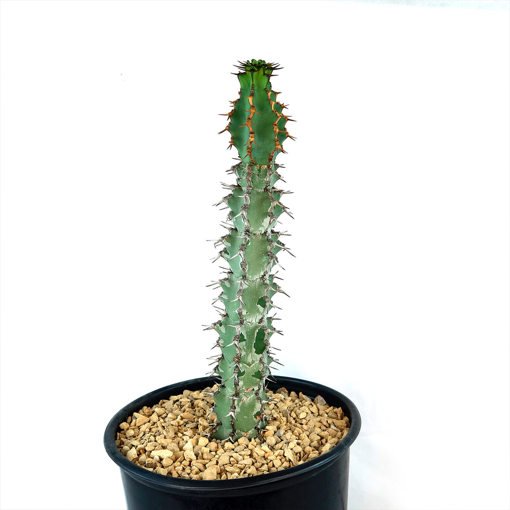 Euphorbia caerulescens