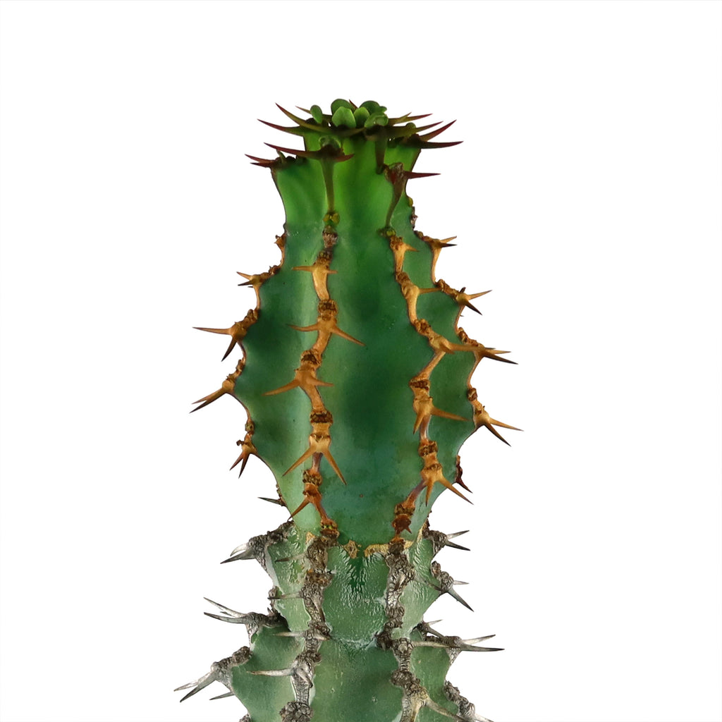 Euphorbia caerulescens