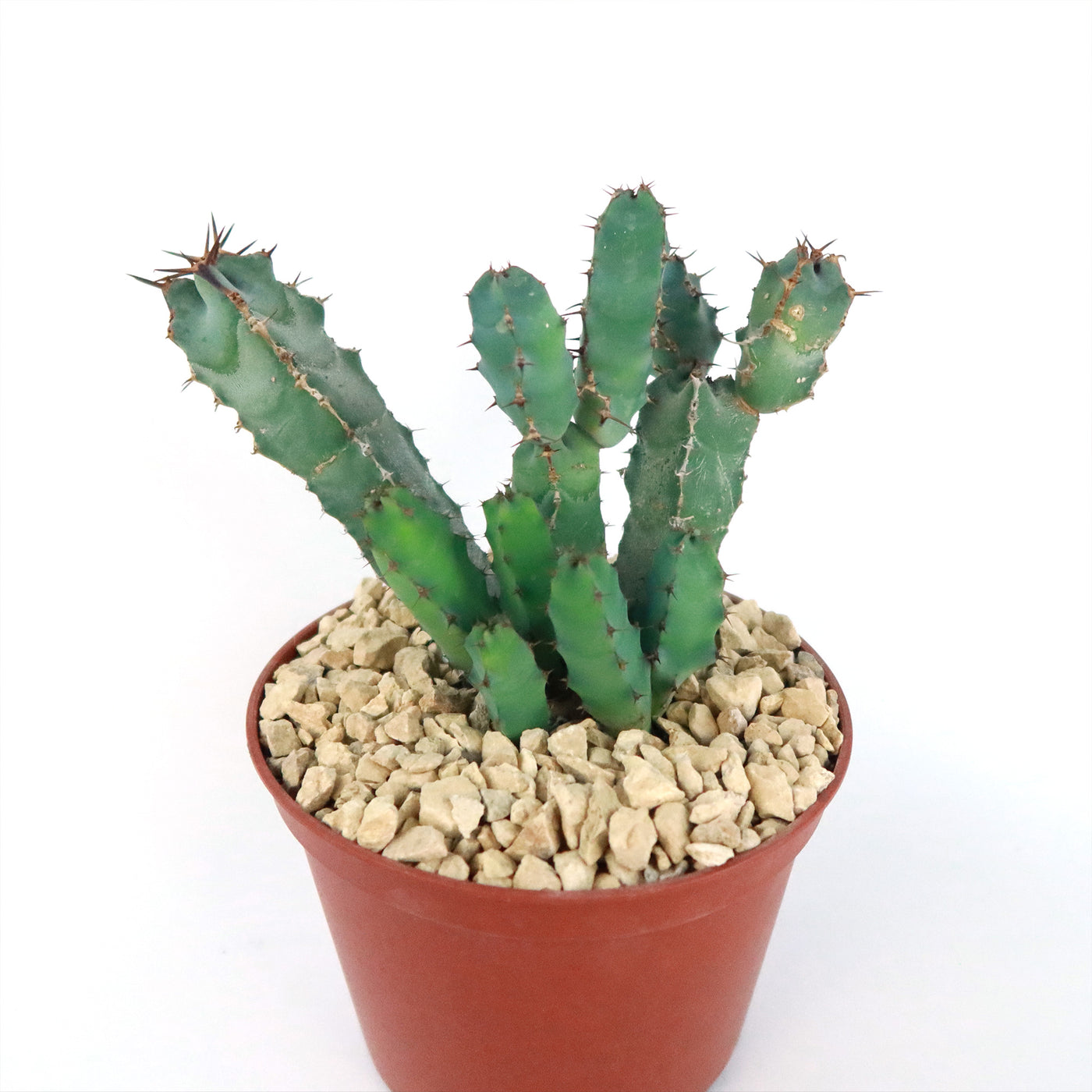 Euphorbia cooperi