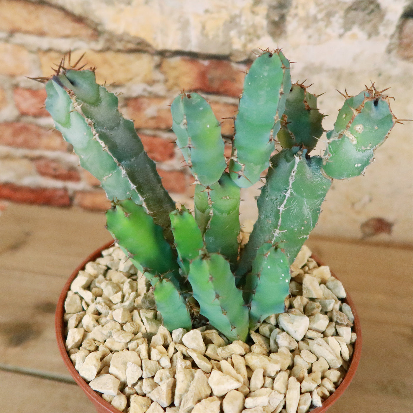 Euphorbia cooperi