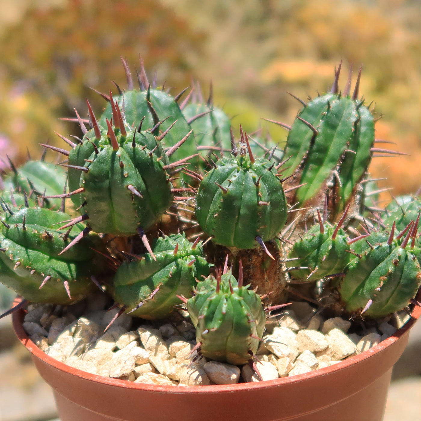 Euphorbia ferox