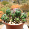 Euphorbia ferox