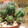 Euphorbia ferox