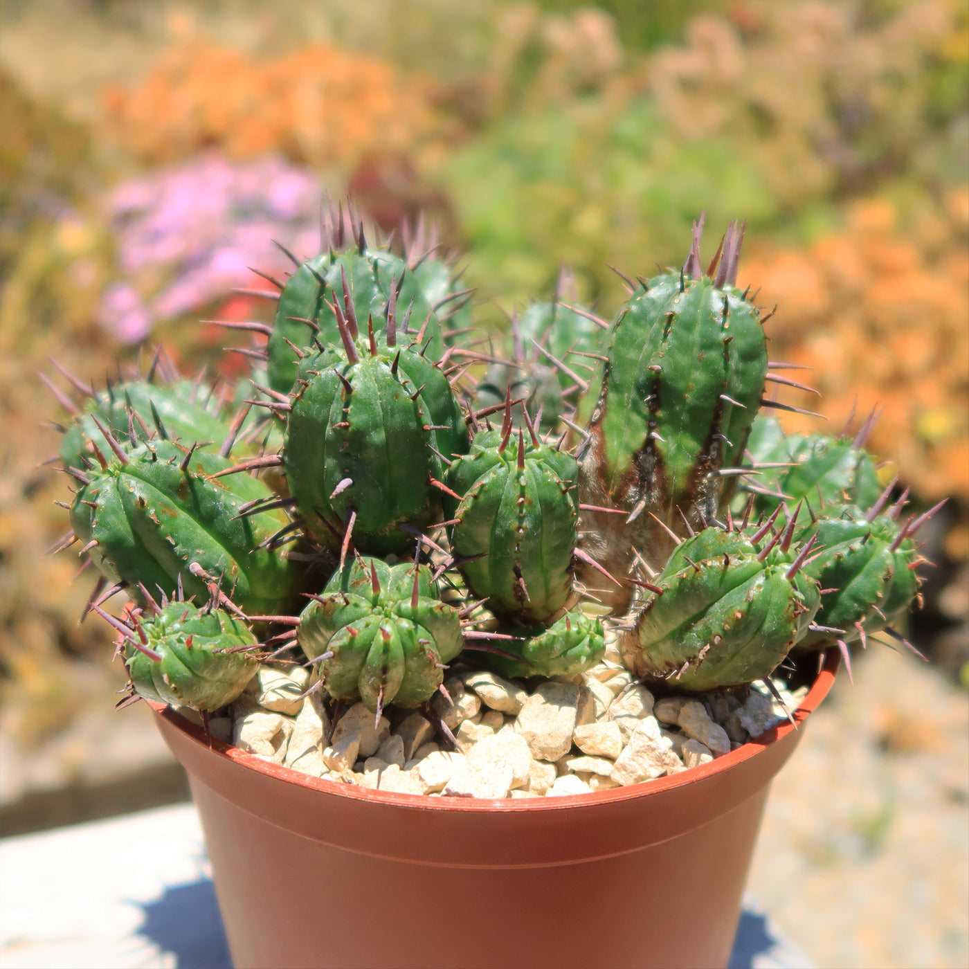 Euphorbia ferox