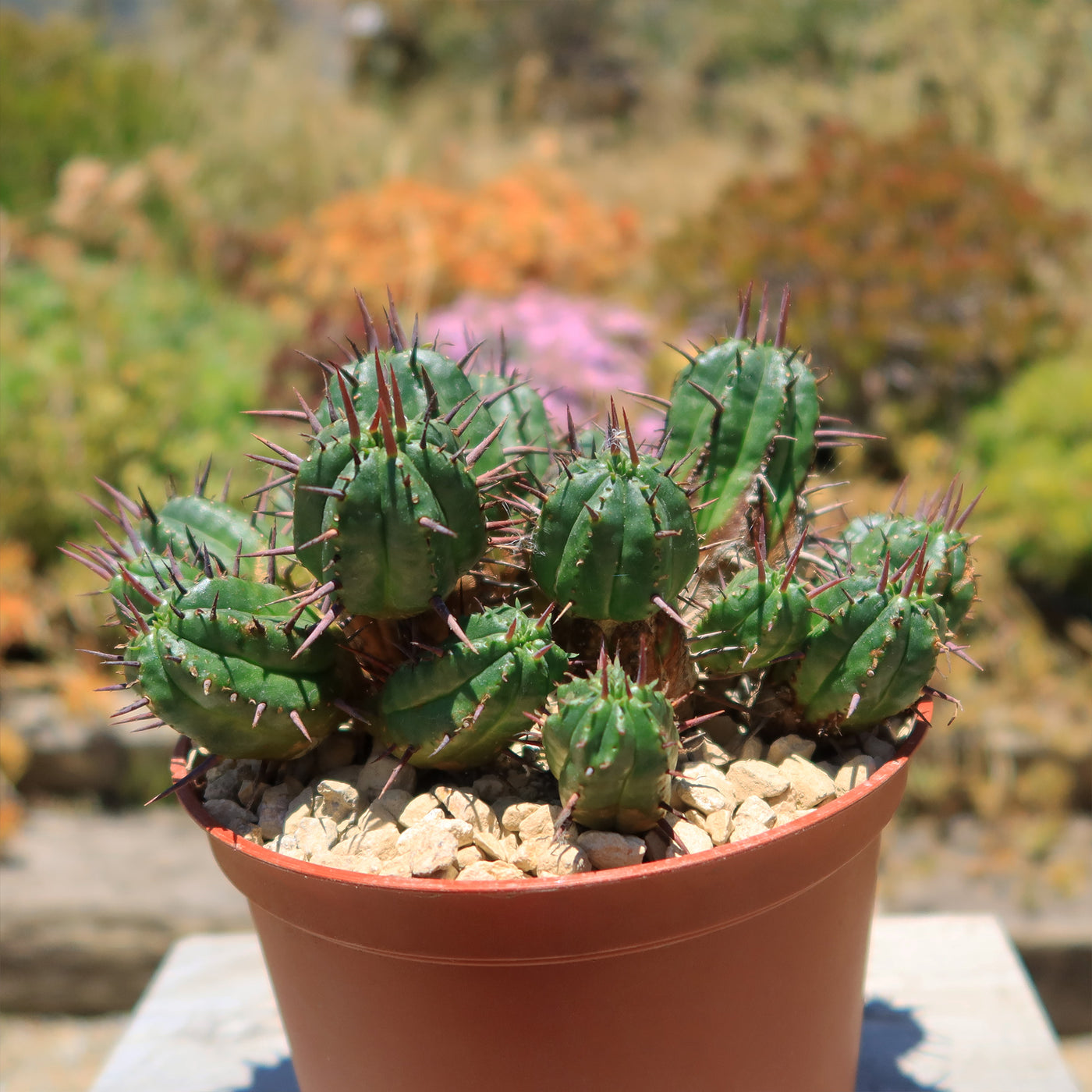 Euphorbia ferox