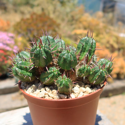 Euphorbia ferox