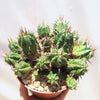 Euphorbia ferox