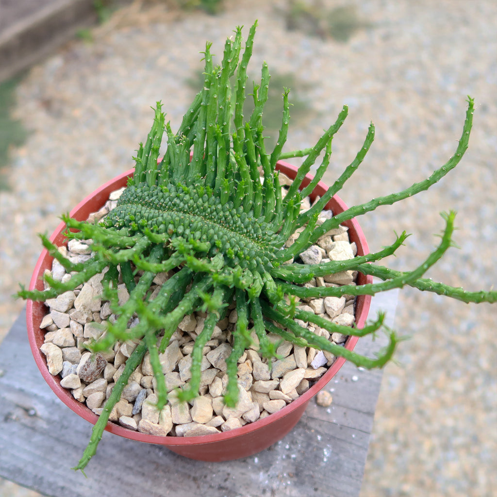 Euphorbia flanaganii Monstrose Cristata ‘Caudex Cristation’