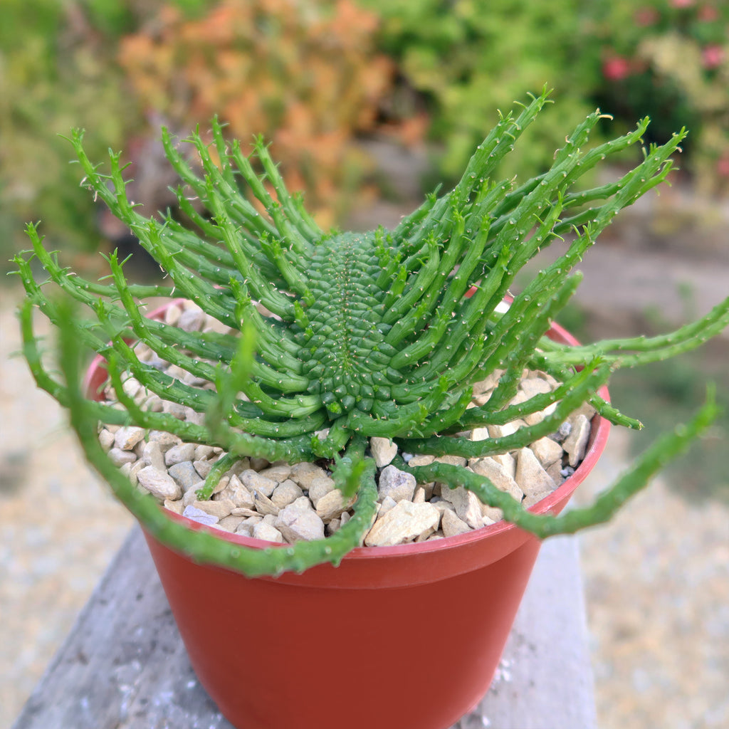 Euphorbia flanaganii Monstrose Cristata ‘Caudex Cristation’