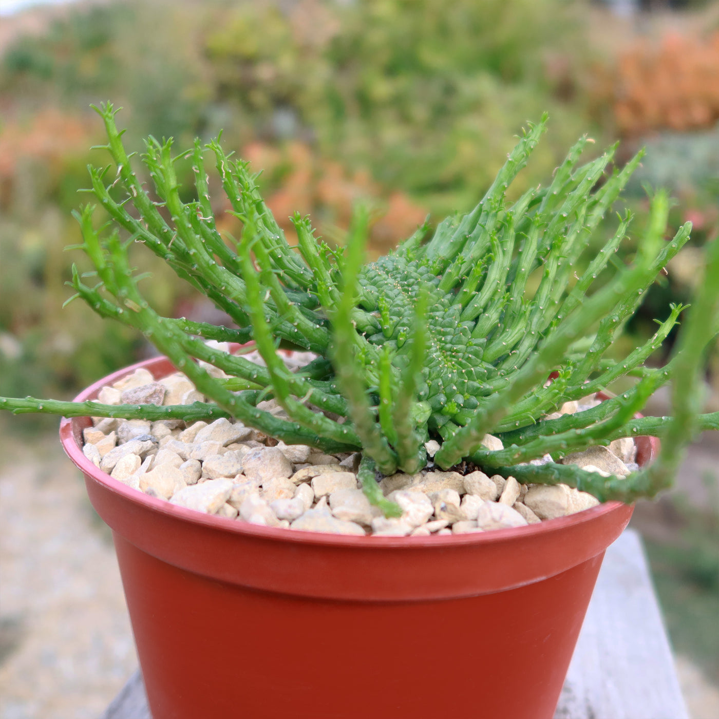 pot head succulent Shop 'Euphorbia flanaganii Monstrose Cristata - Caudex Cristation' Care and Info