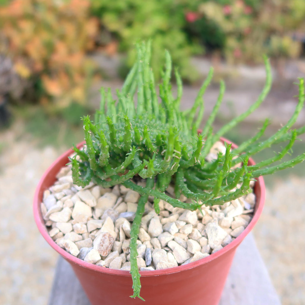 Euphorbia flanaganii Monstrose Cristata ‘Caudex Cristation’