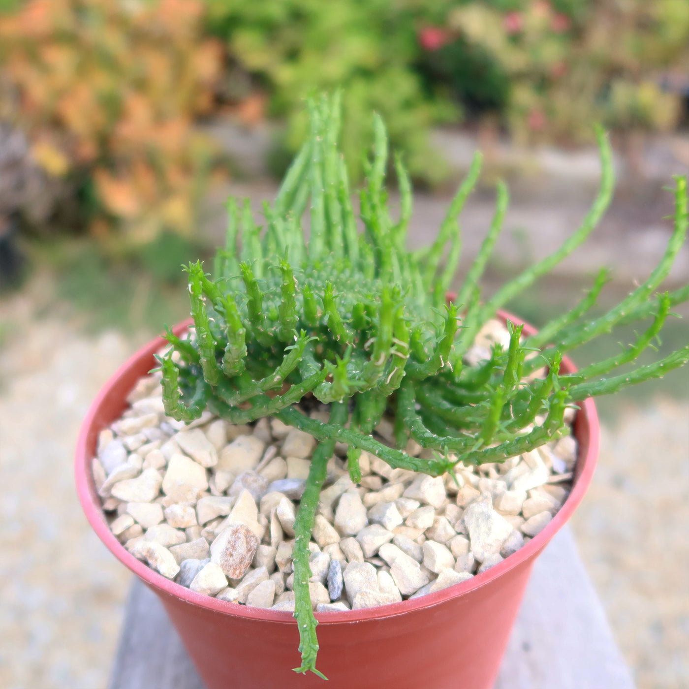 crested medusa succulent Shop 'Euphorbia flanaganii Monstrose Cristata - Caudex Cristation' Care and Info