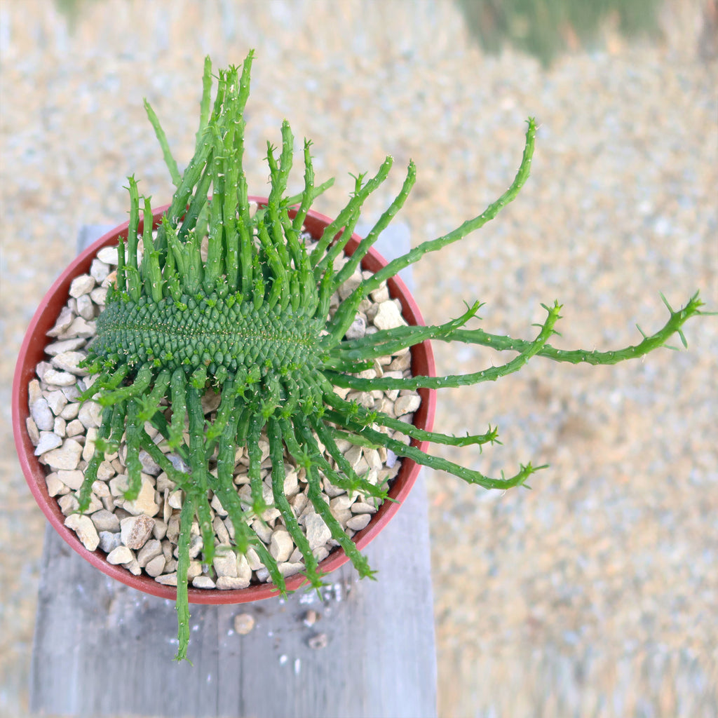 Euphorbia flanaganii Monstrose Cristata ‘Caudex Cristation’