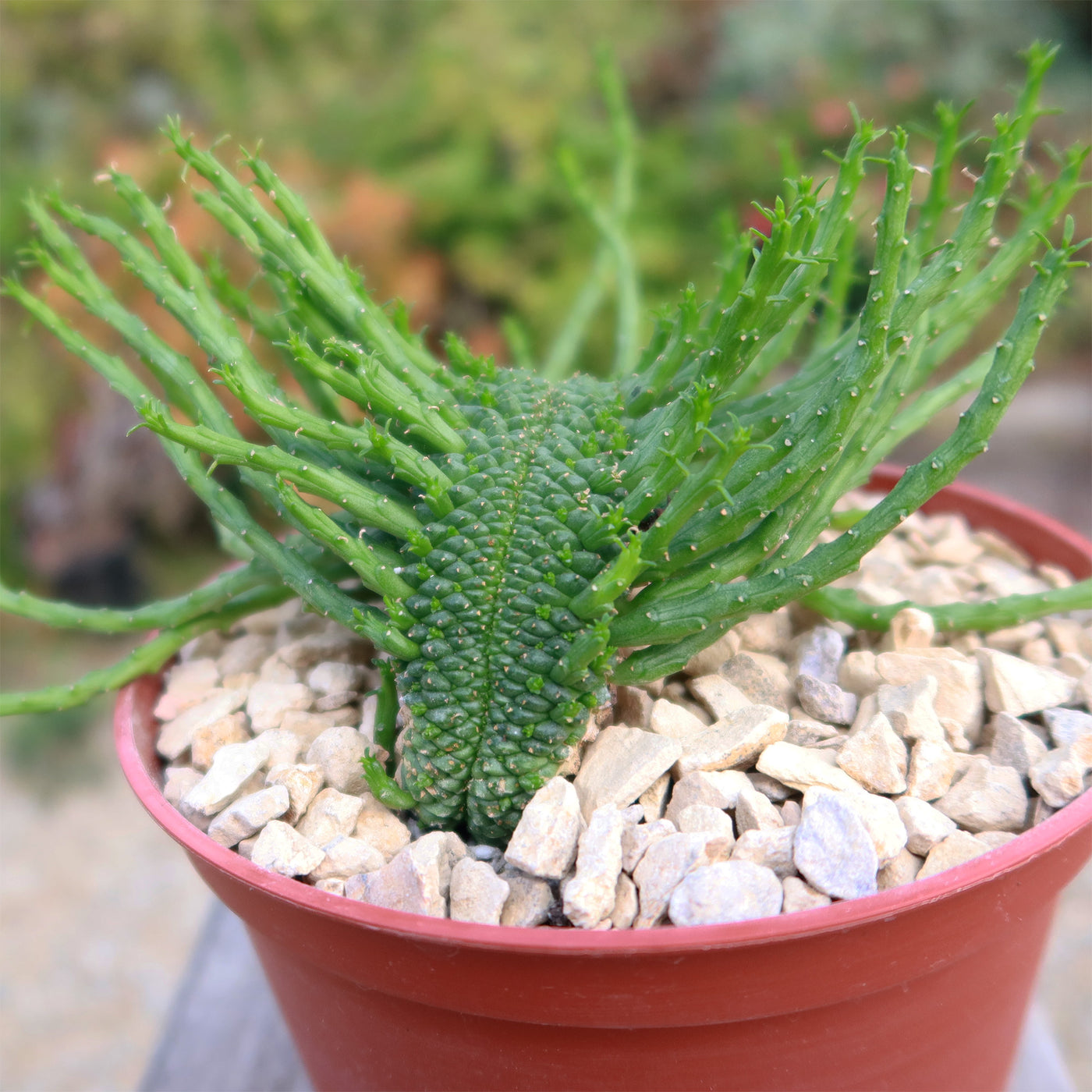 succulent medusa plant Euphorbia flanaganii Monstrose Cristata ‘Caudex Cristation’