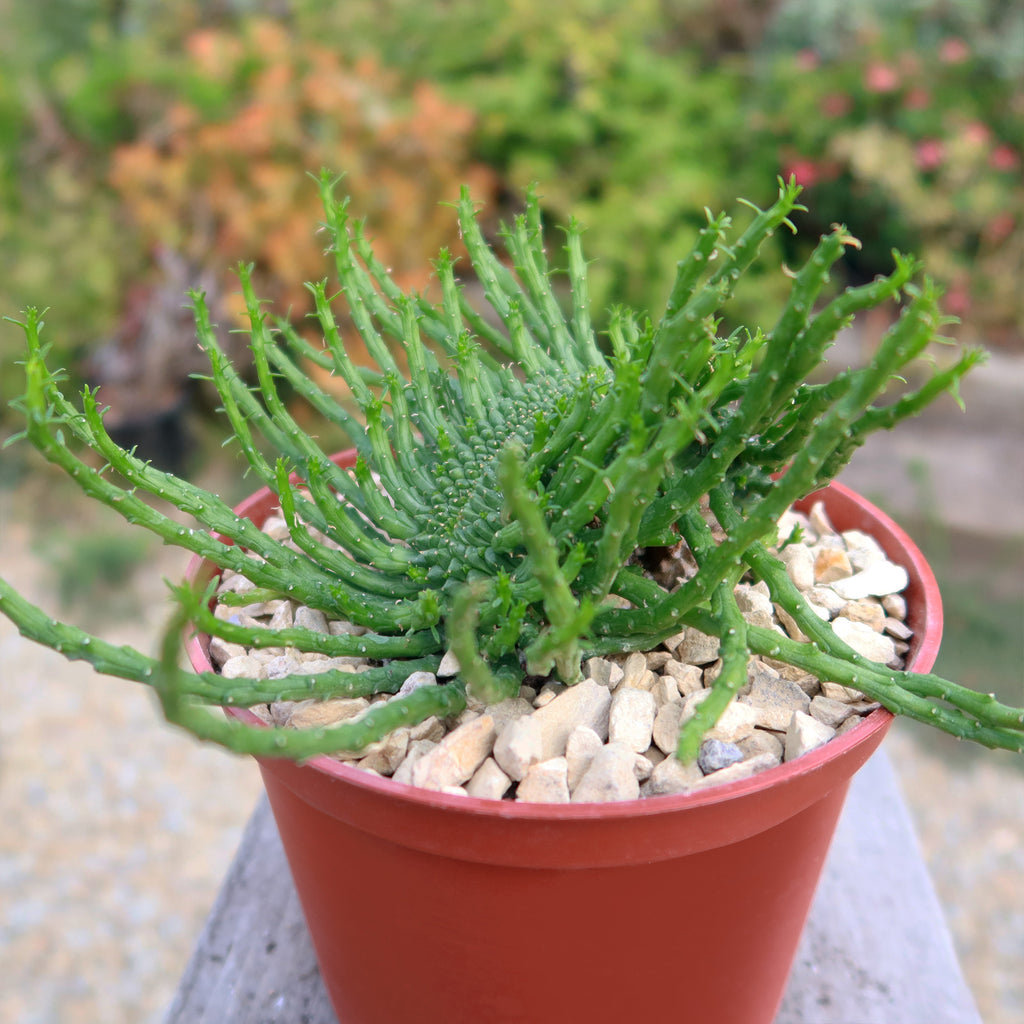 Euphorbia flanaganii Monstrose Cristata ‘Caudex Cristation’