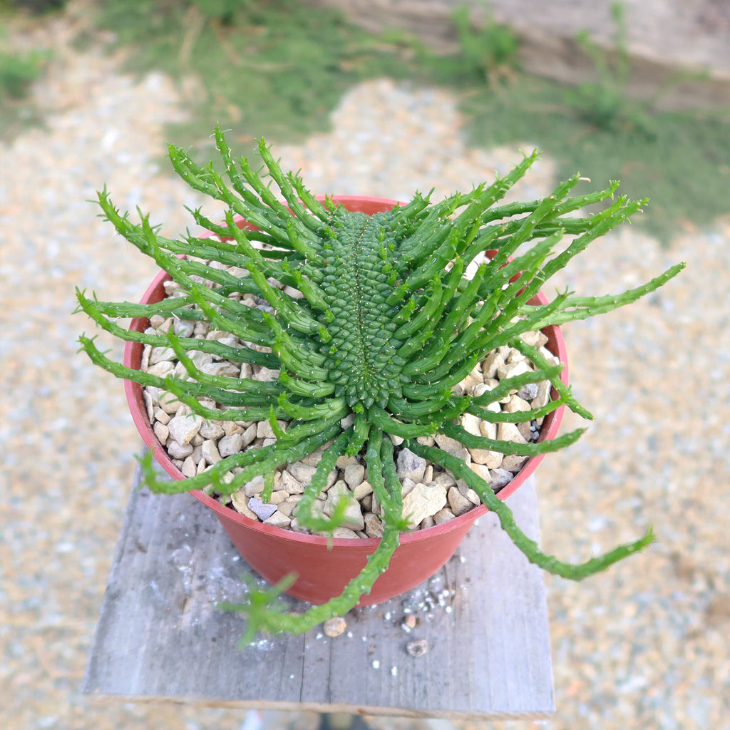 Euphorbia flanaganii Monstrose Cristata ‘Caudex Cristation’