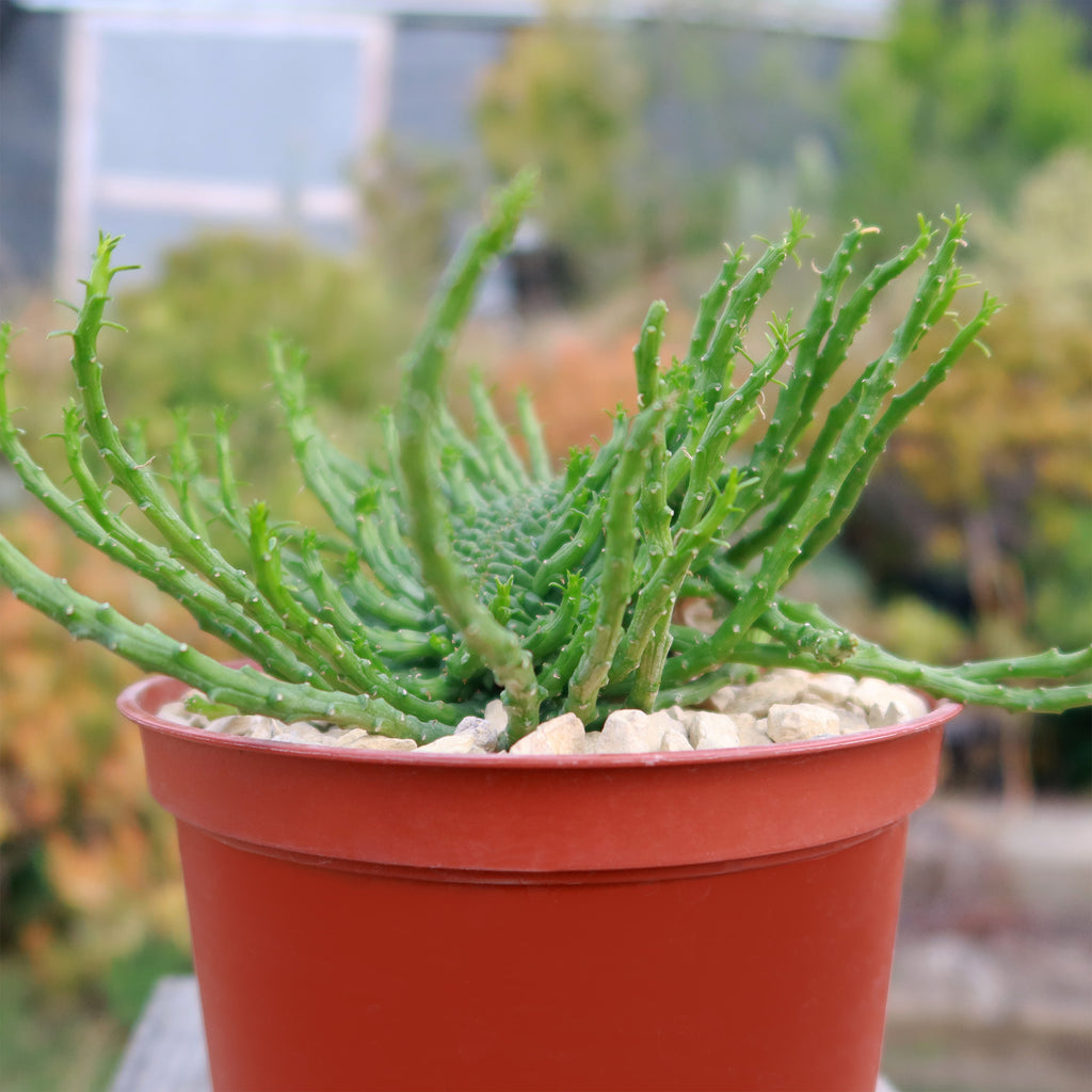 Euphorbia flanaganii Monstrose Cristata ‘Caudex Cristation’