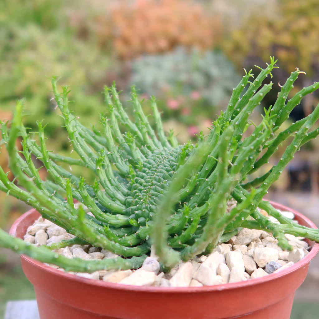Euphorbia flanaganii Monstrose Cristata ‘Caudex Cristation’