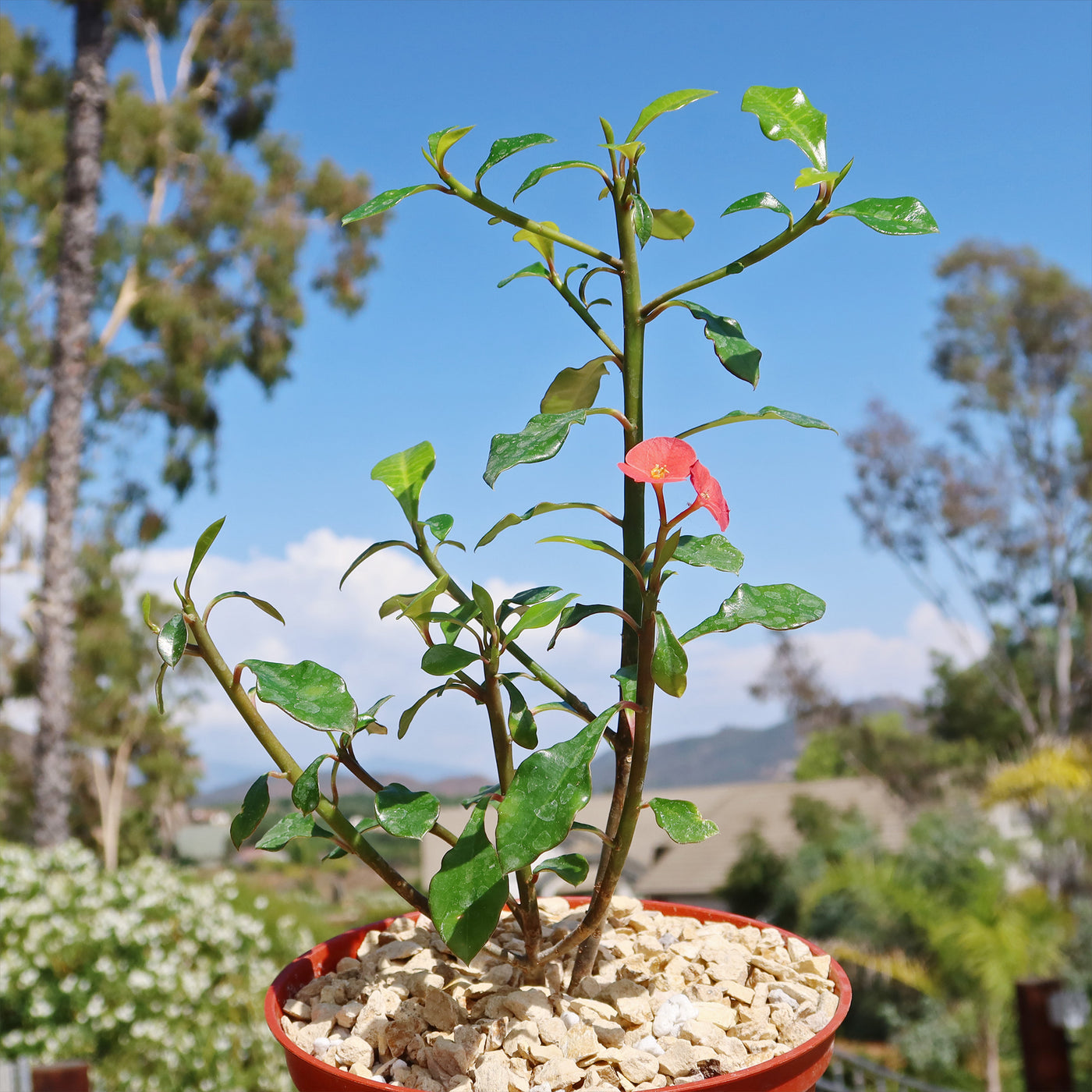 Thornless Crown of Thorns - Euphorbia geroldii