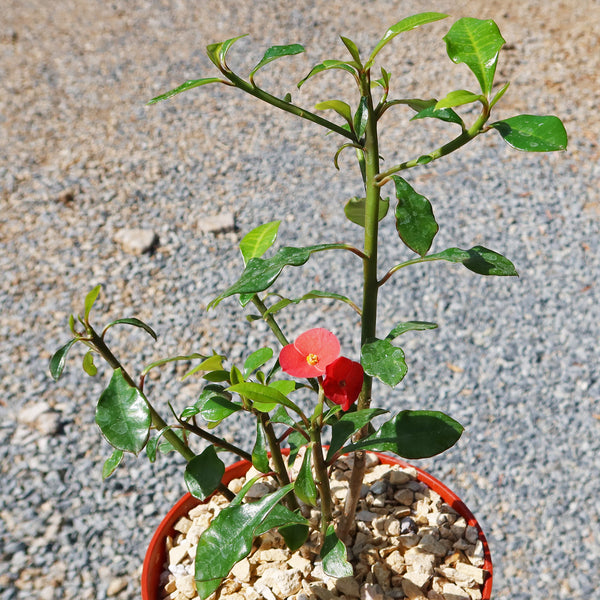 euphorbia geroldii bonsai Thornless Crown of Thorns 'Euphorbia geroldii'