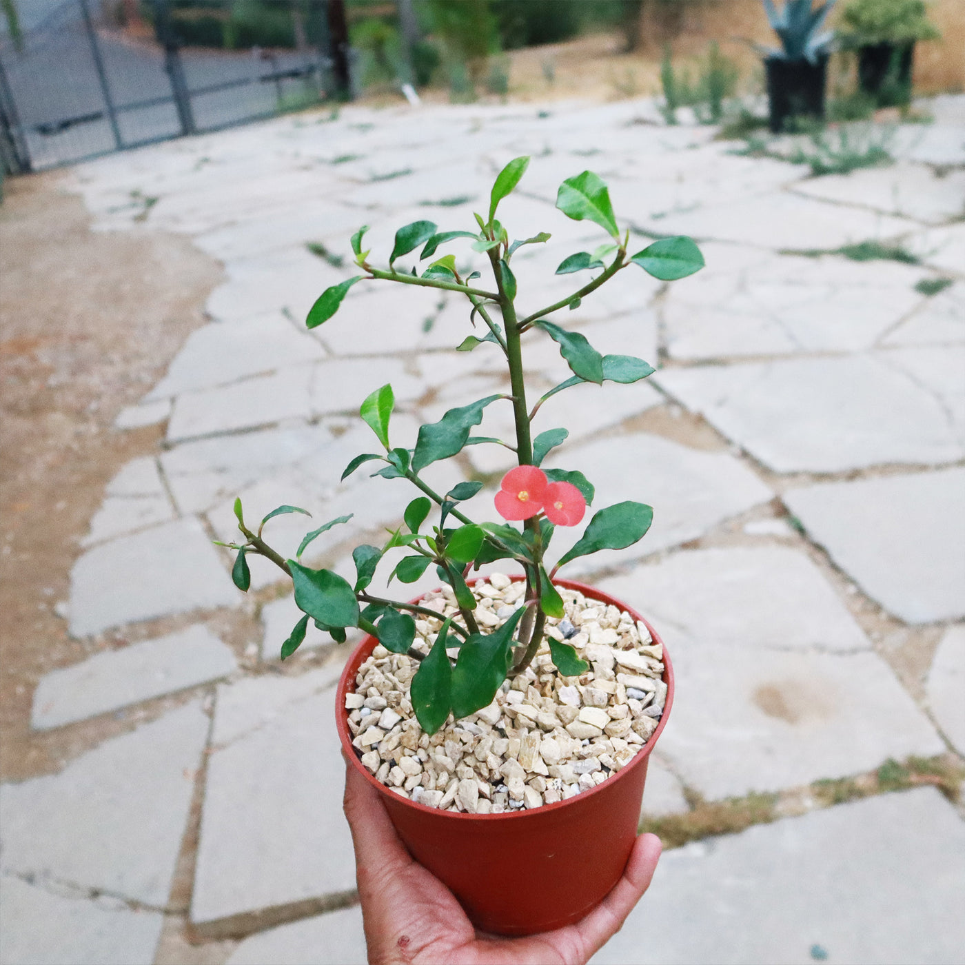 thornless succulents Shop 'Thornless Crown of Thorns - Euphorbia geroldii' For sale