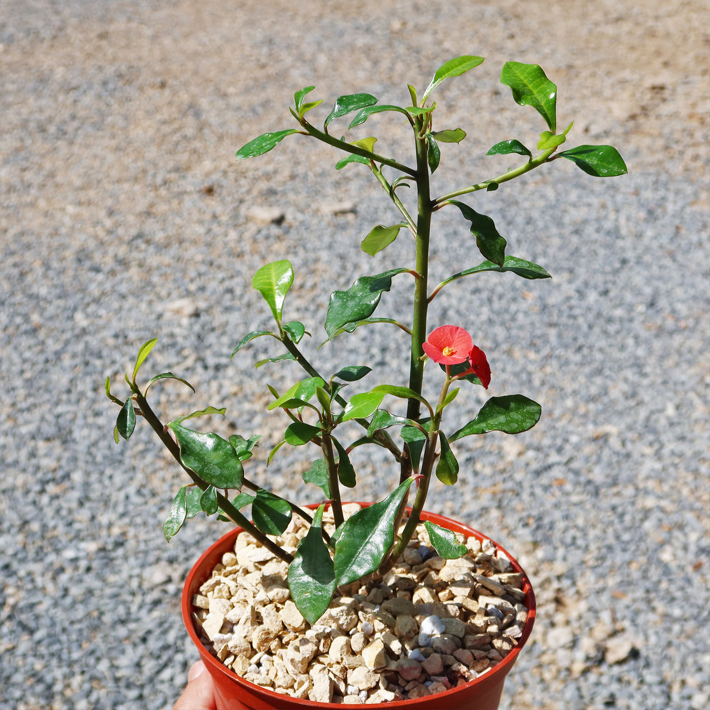 Thornless Crown of Thorns - Euphorbia geroldii
