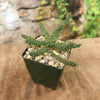 Euphorbia Gorgonis plant in a dark green pot 