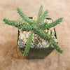 Euphorbia Gorgonis plant in a pot with pebbles on a beige background