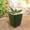  Euphorbia Gorgonis plant in a dark green pot on a wooden surface 