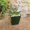 Euphorbia Gorgonis plant  in a 4 inch dark green pot 