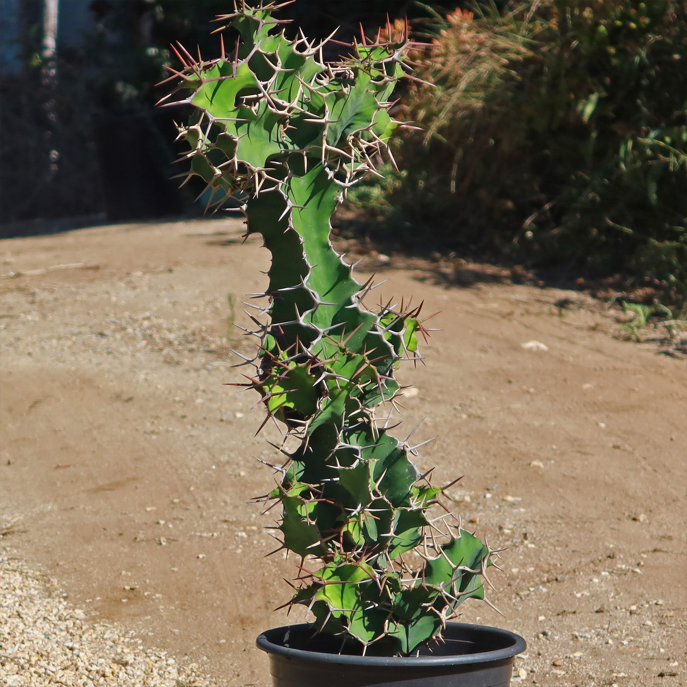 Cow's Horn Cactus - Euphorbia grandicornis